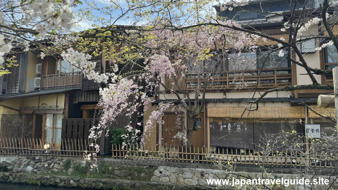 祇園白川の大和橋から巽橋の桜(7)