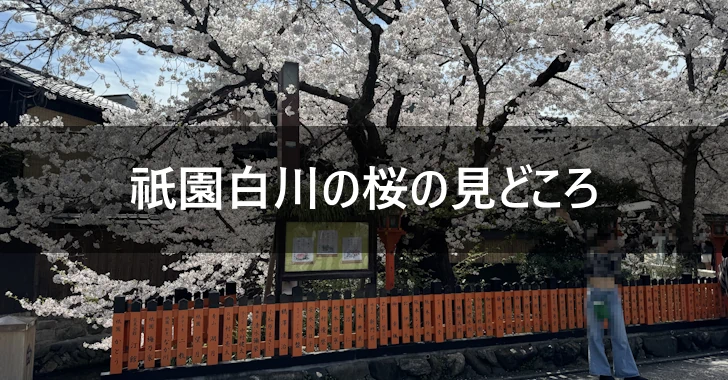 祇園白川の桜の見どころ(0)