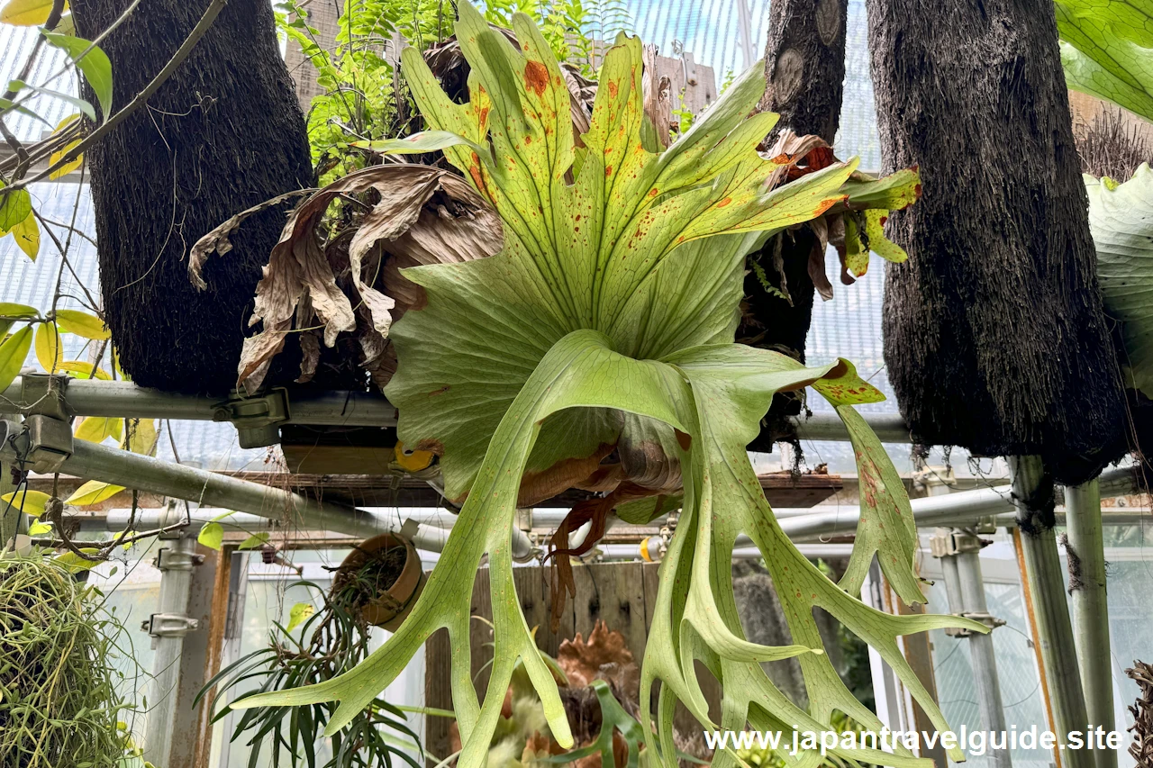 温室：東山動植物園の見どころ(12)