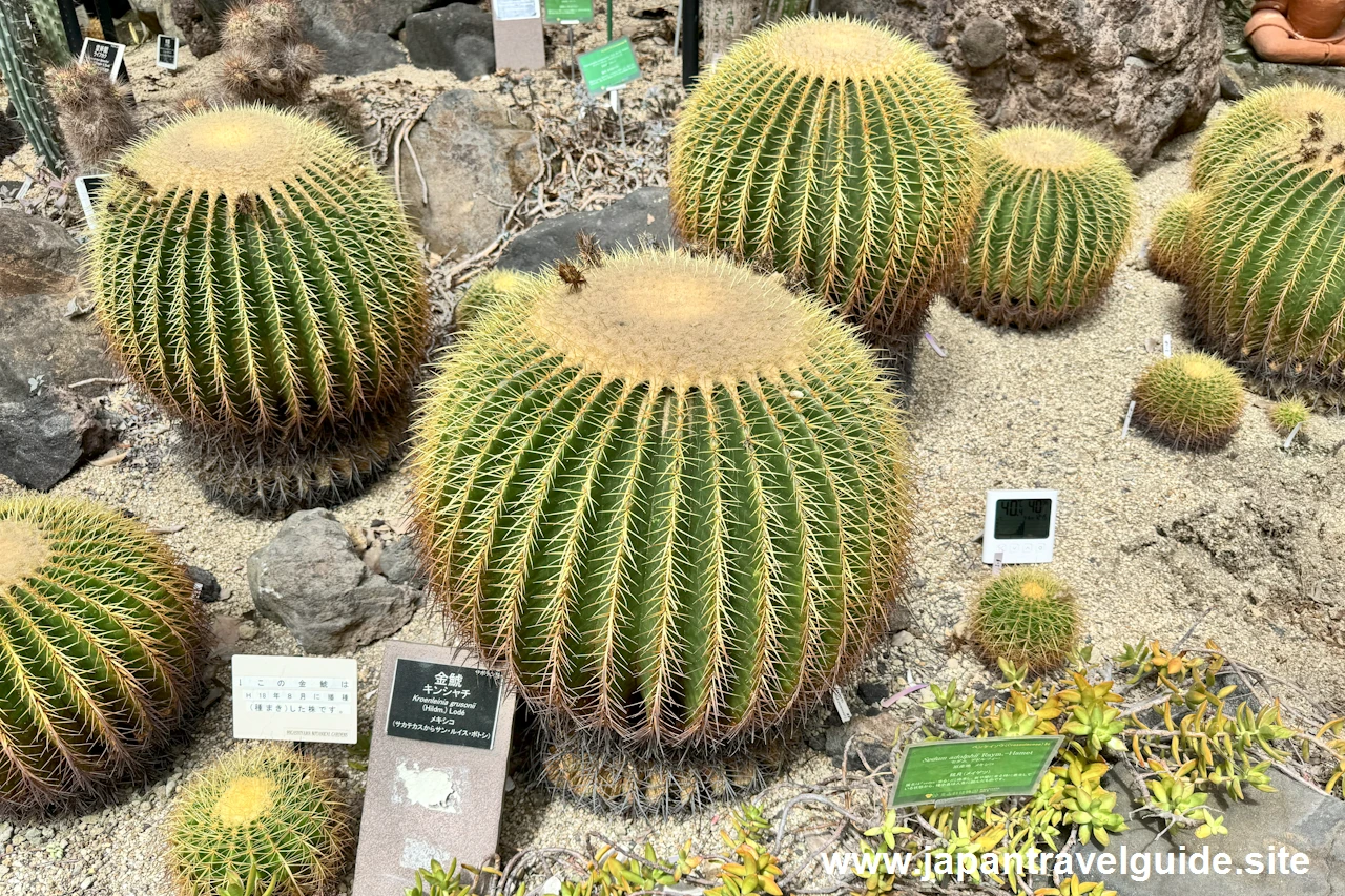 温室：東山動植物園の見どころ(13)