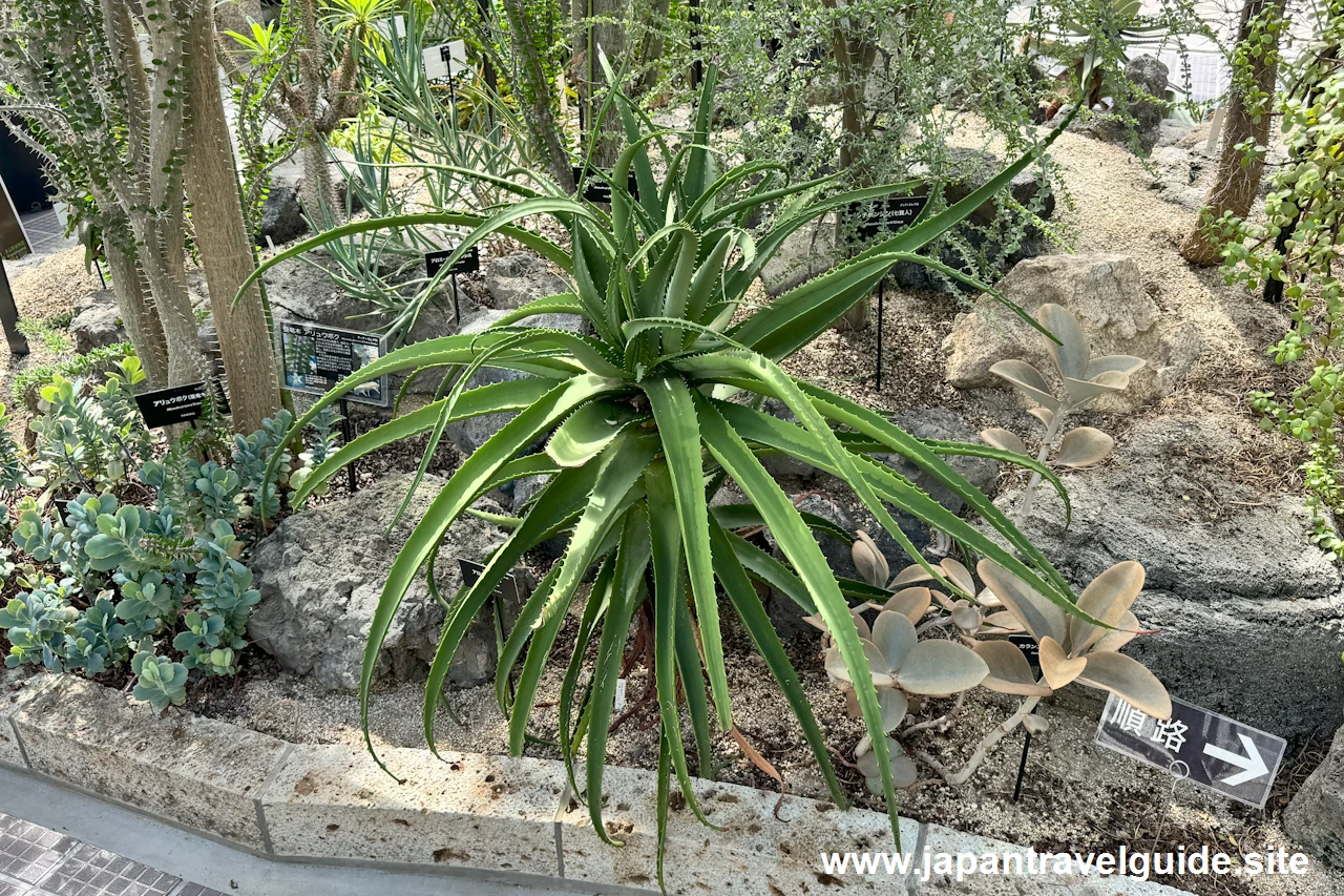 温室：東山動植物園の見どころ(2)