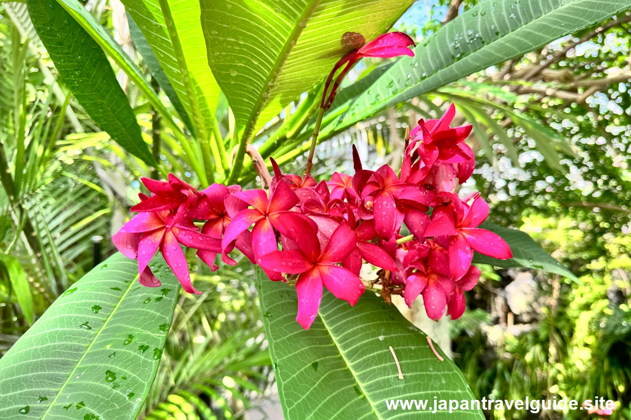 温室：東山動植物園の見どころ(4)