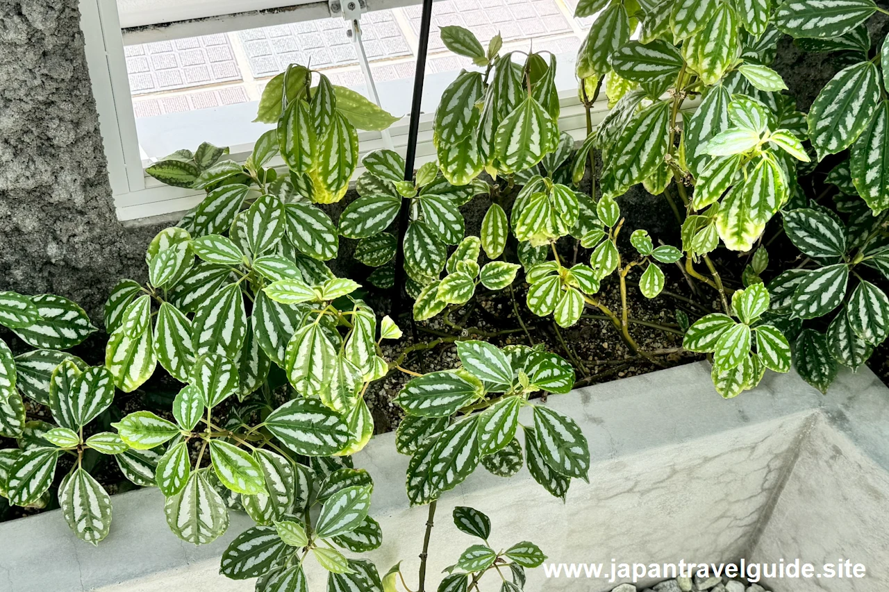 温室：東山動植物園の見どころ(5)