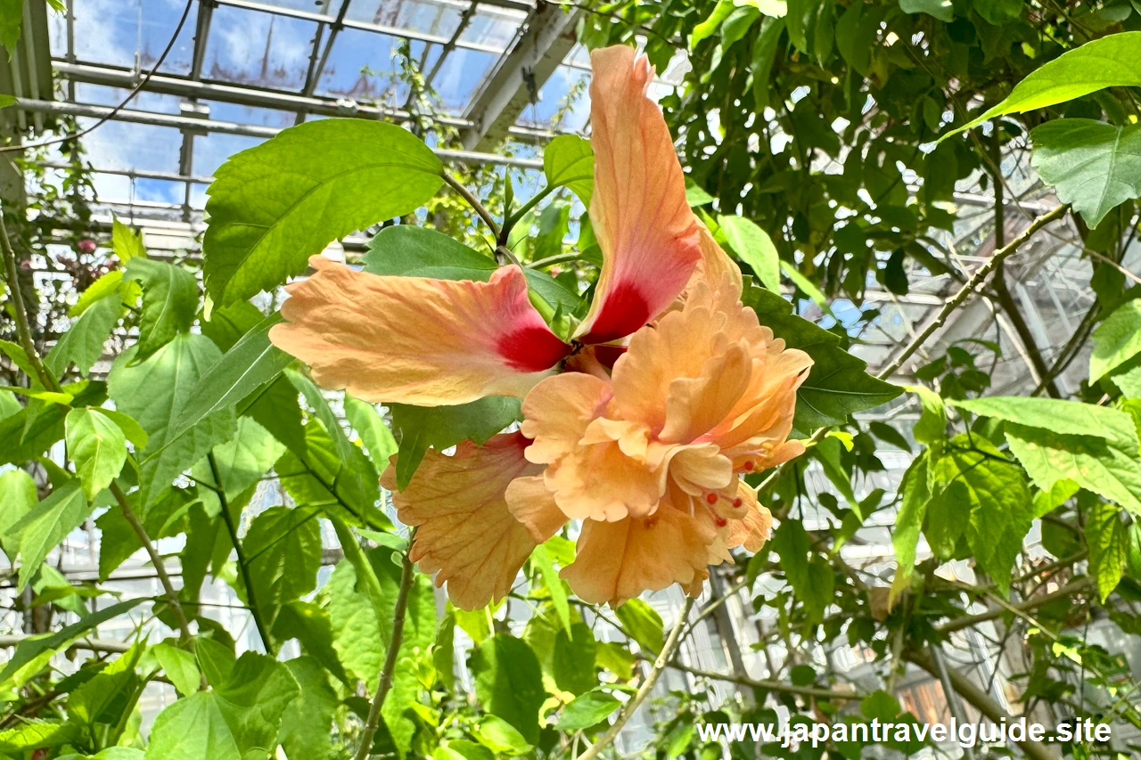 温室：東山動植物園の見どころ(7)