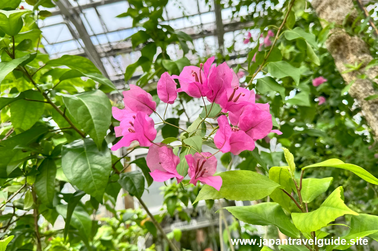 温室：東山動植物園の見どころ(8)