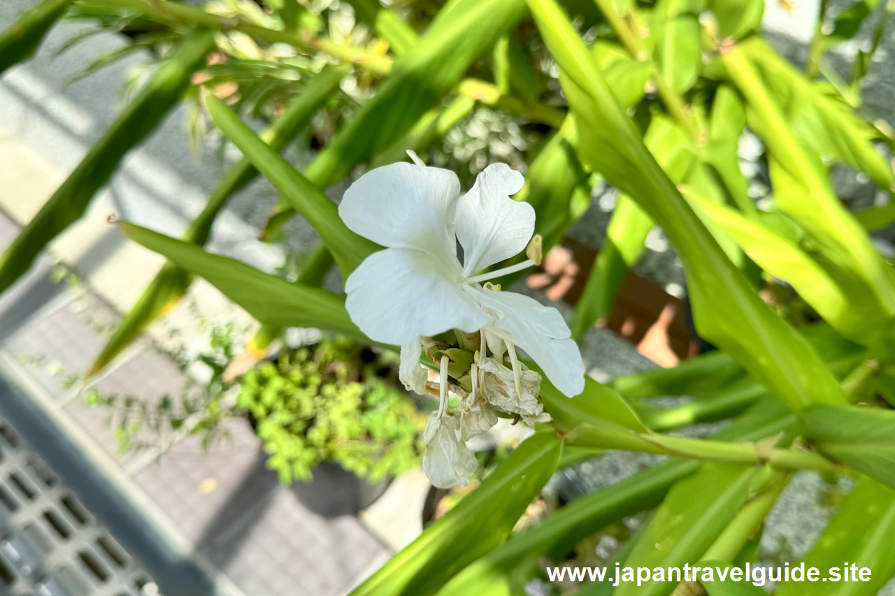 ハナシュクシャ：香りの有用植物室(15)