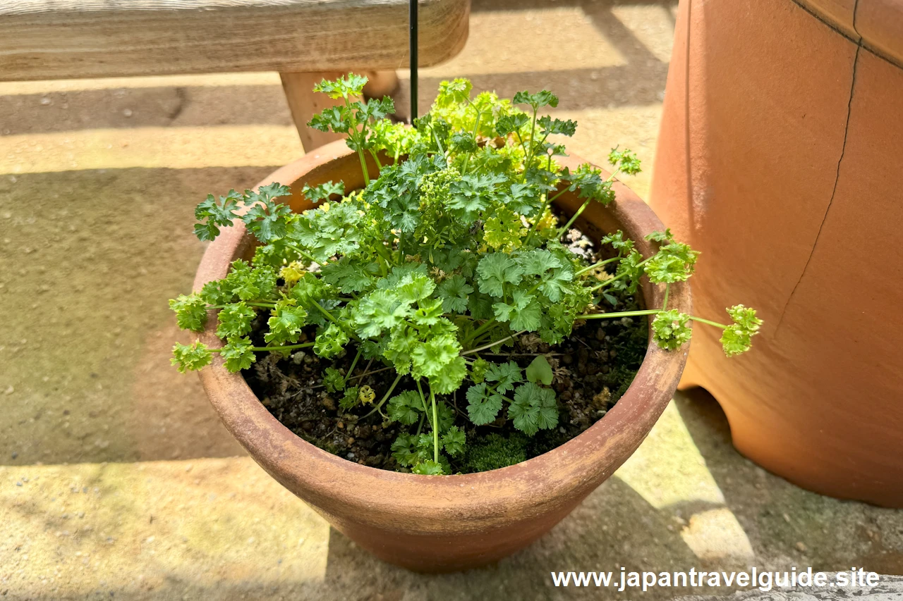 パセリ：香りの有用植物室(18)