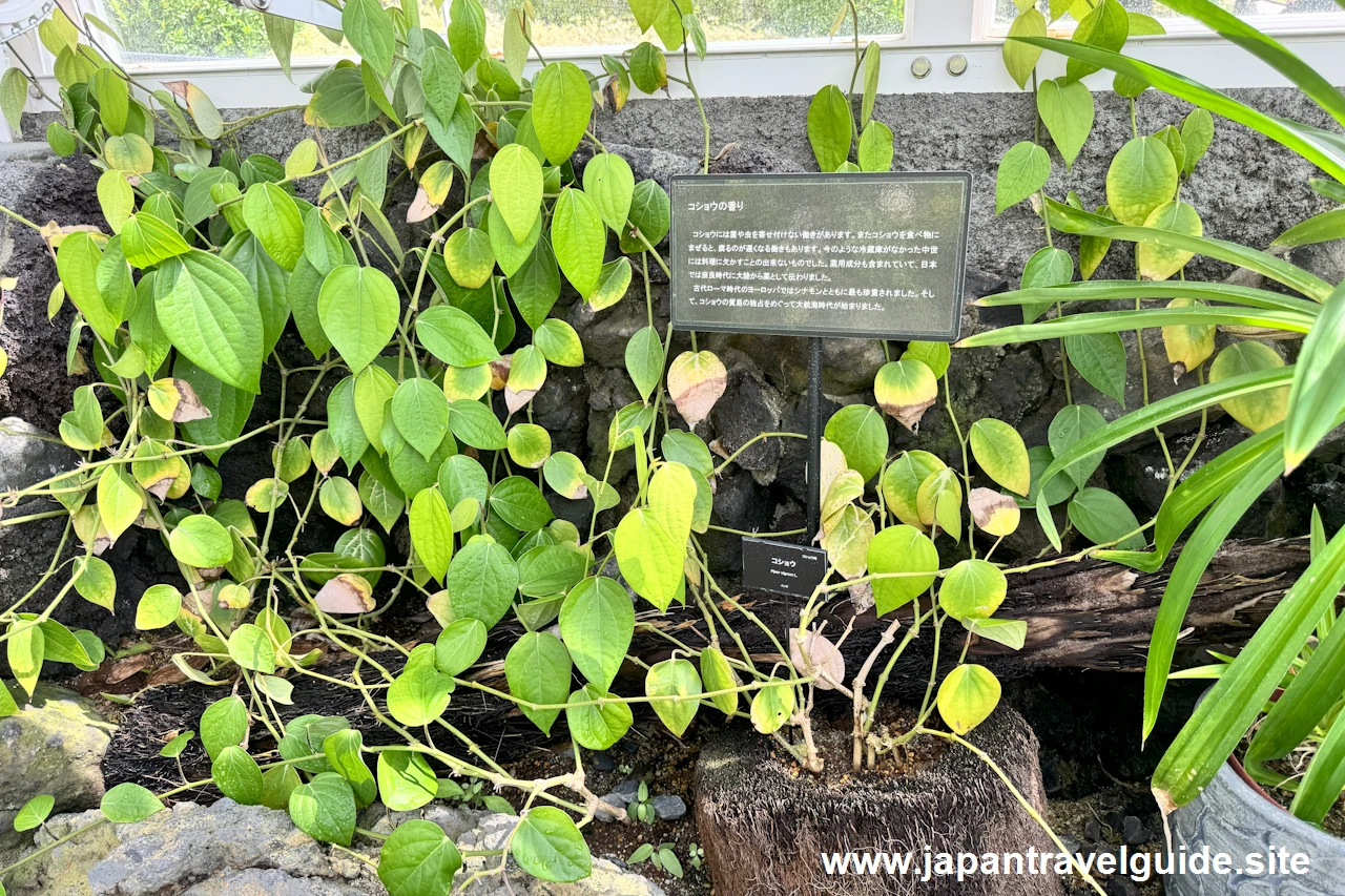 コショウ：香りの有用植物室(22)