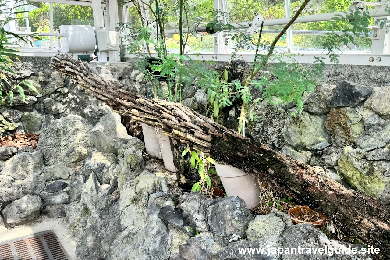 バニラ：香りの有用植物室(24)