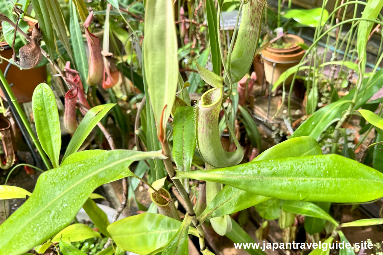 食虫植物コーナー(2)