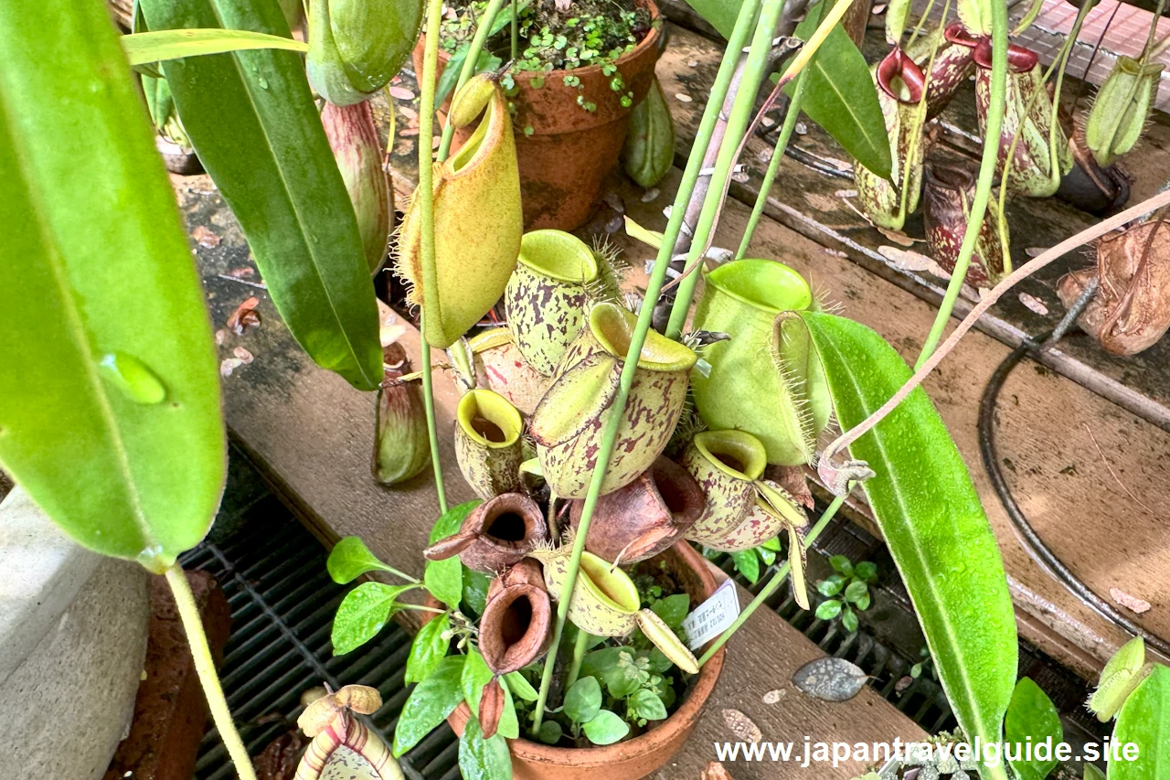 食虫植物コーナー(3)