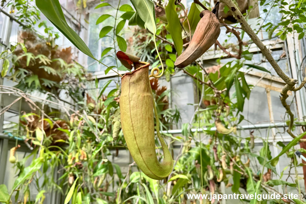 食虫植物コーナー(5)