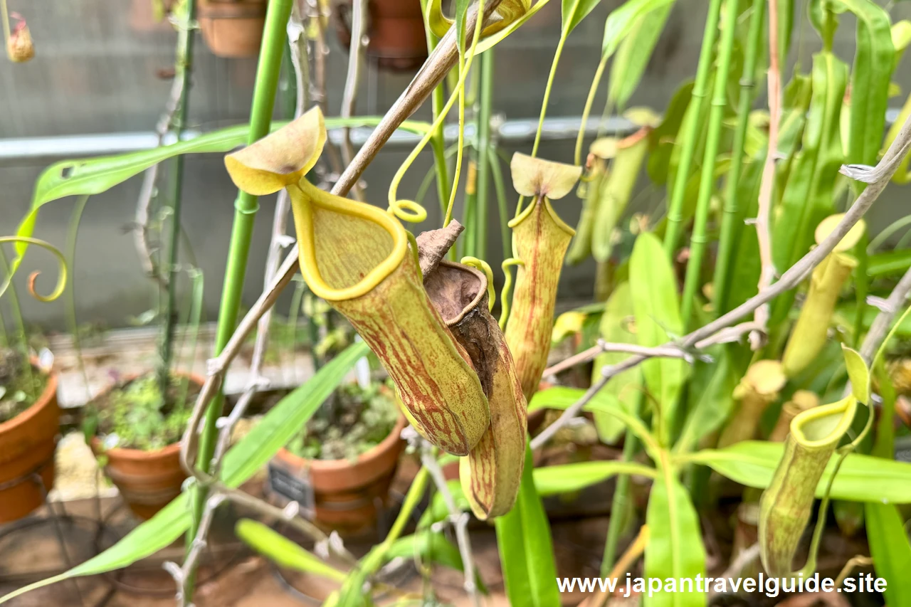 食虫植物コーナー(8)