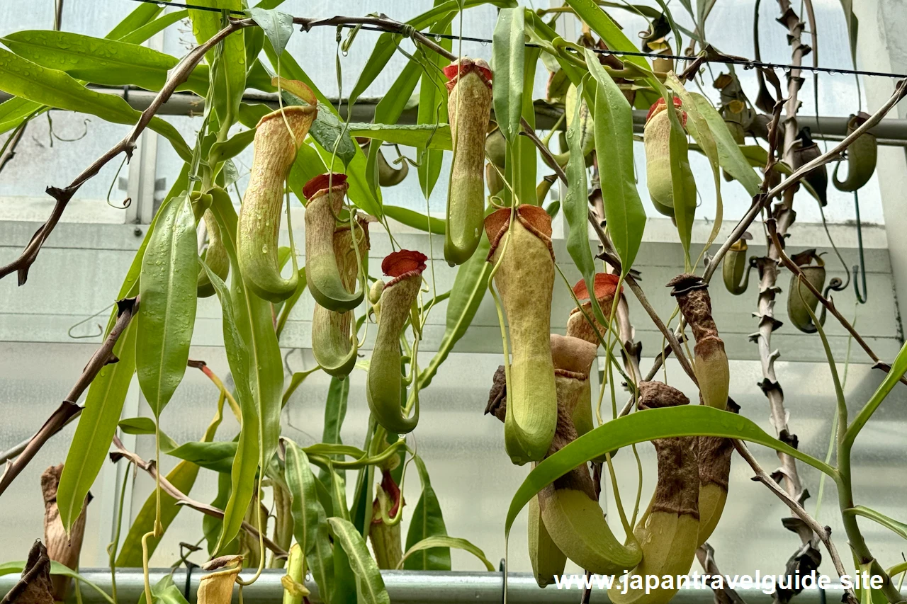 食虫植物コーナー(9)