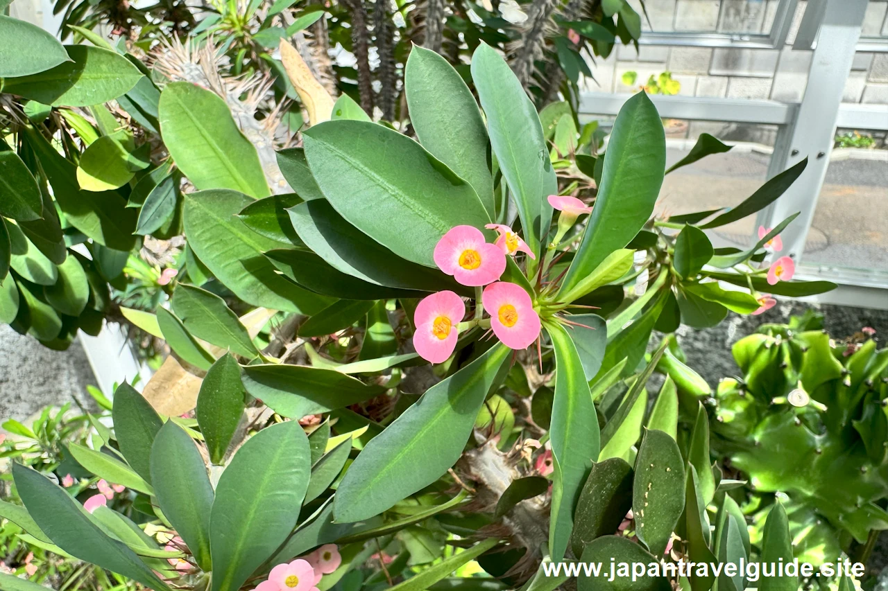 クロマリシテン(黒摩利支天)：多肉植物室(7)