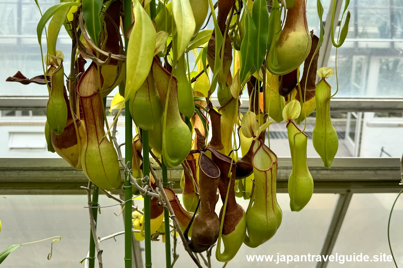 食虫植物コーナー(11)