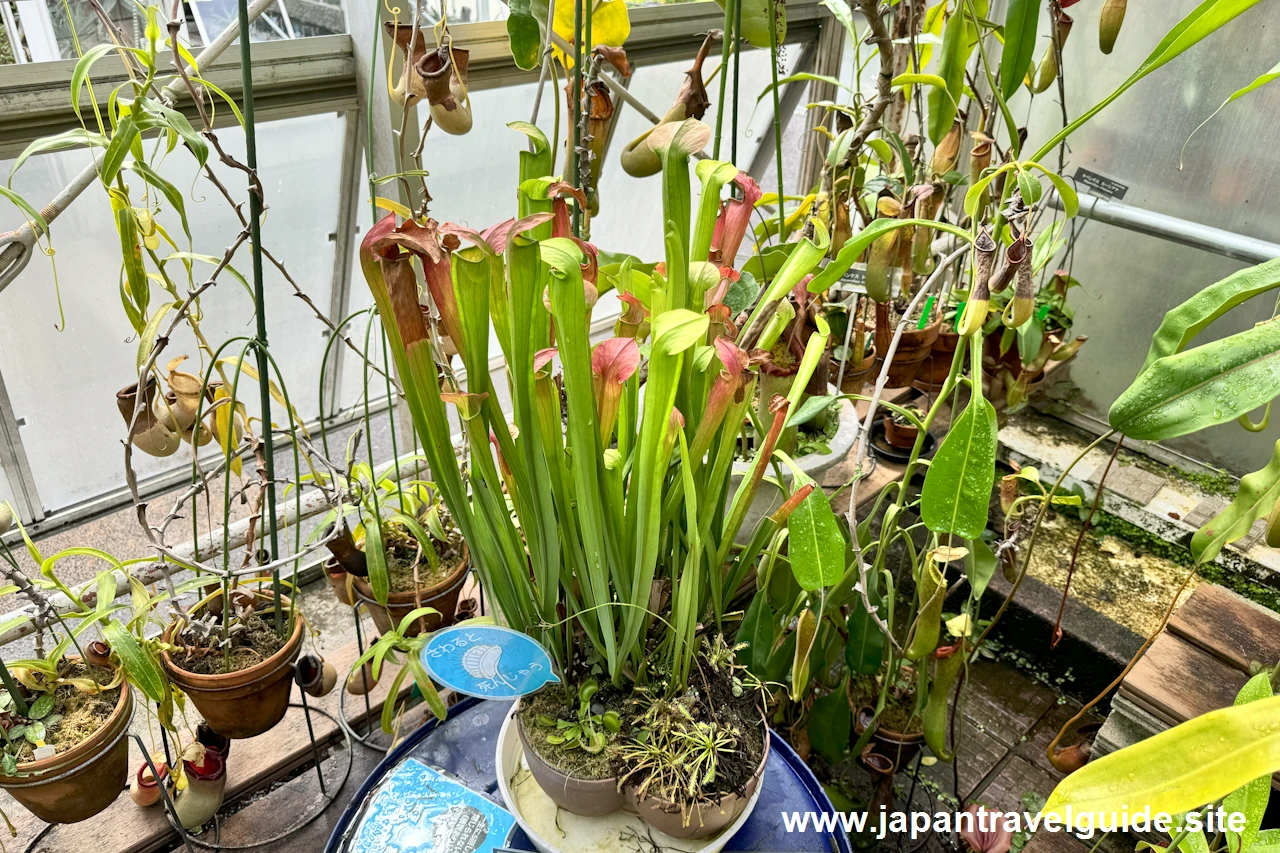 サラセニア：食虫植物コーナー(14)