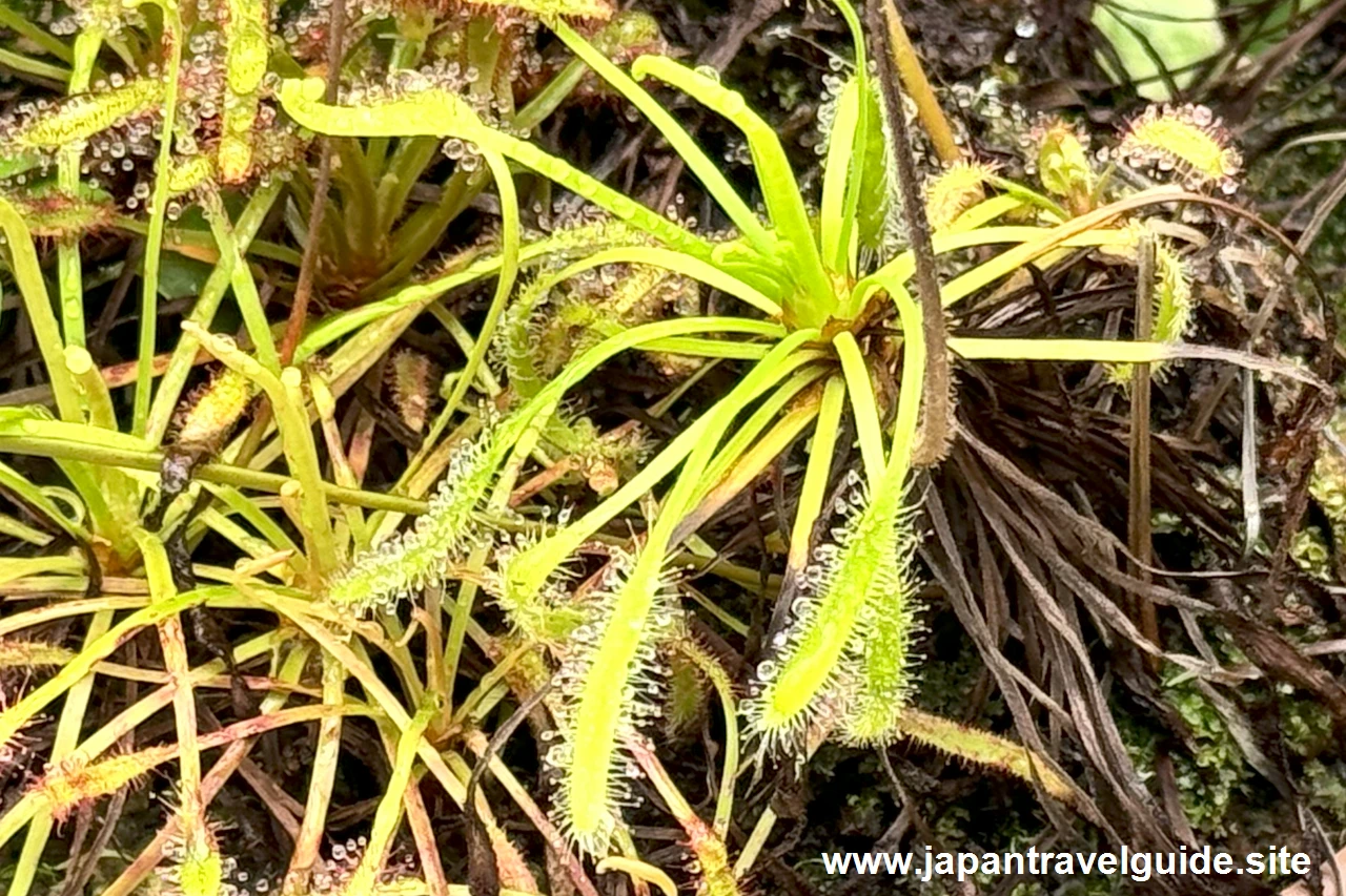 モウセンゴケ：食虫植物コーナー(17)