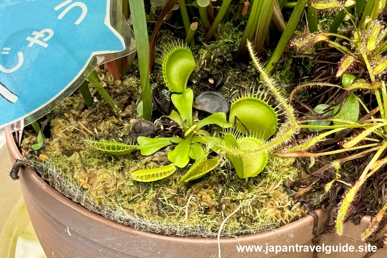 ハエジゴク：食虫植物コーナー(18)