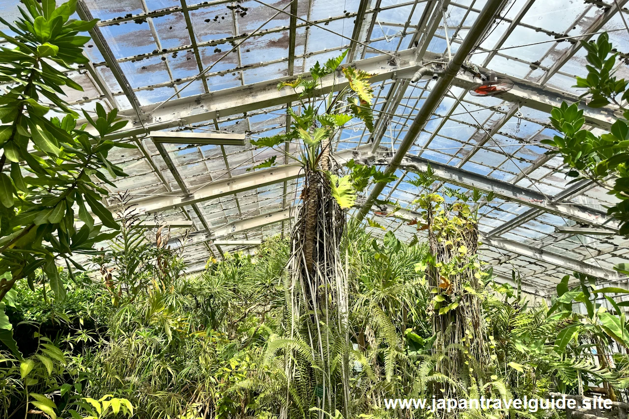 フィロデンドロン・エバンシー：水生植物温室(6)