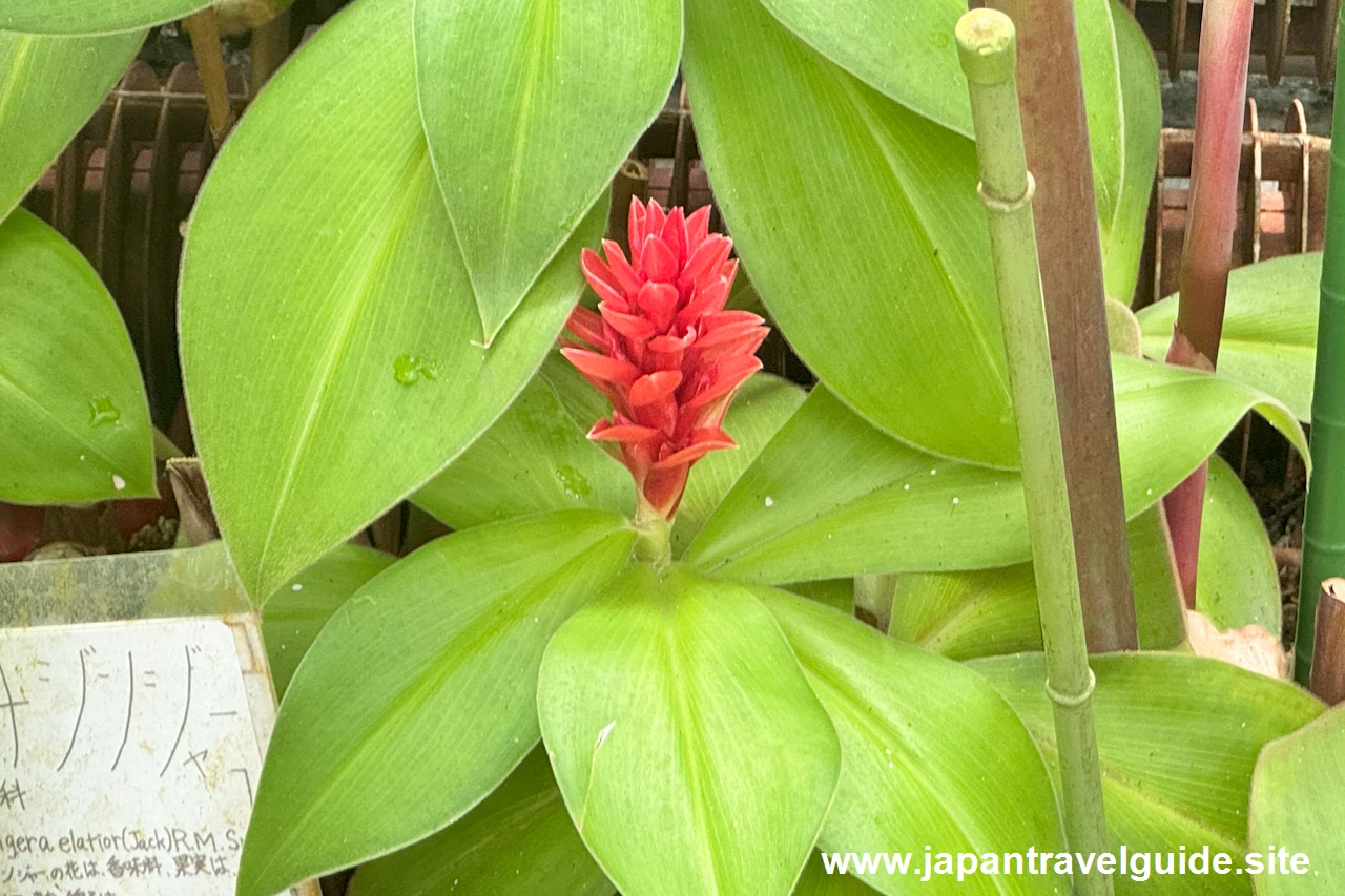 トーチジンジャー：水生植物温室(13)