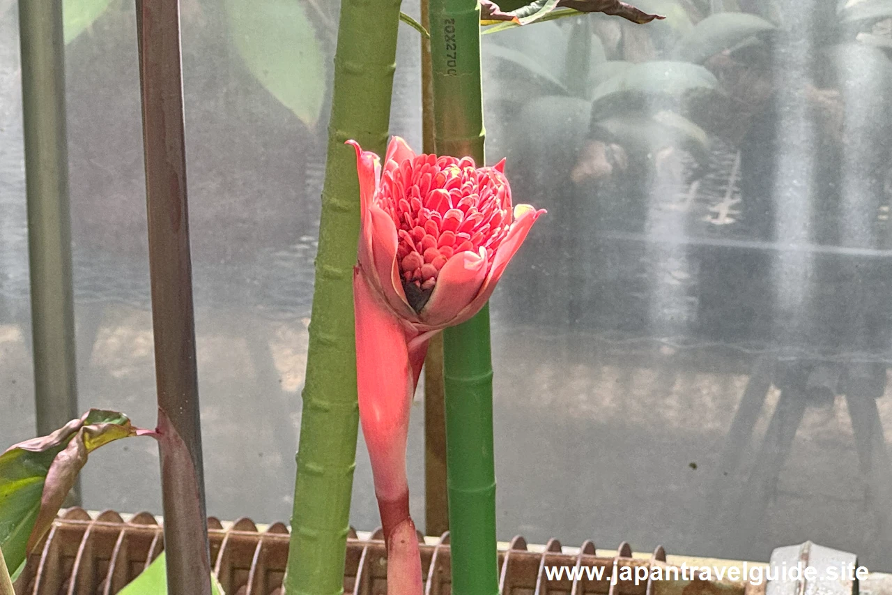 トーチジンジャー：水生植物温室(14)