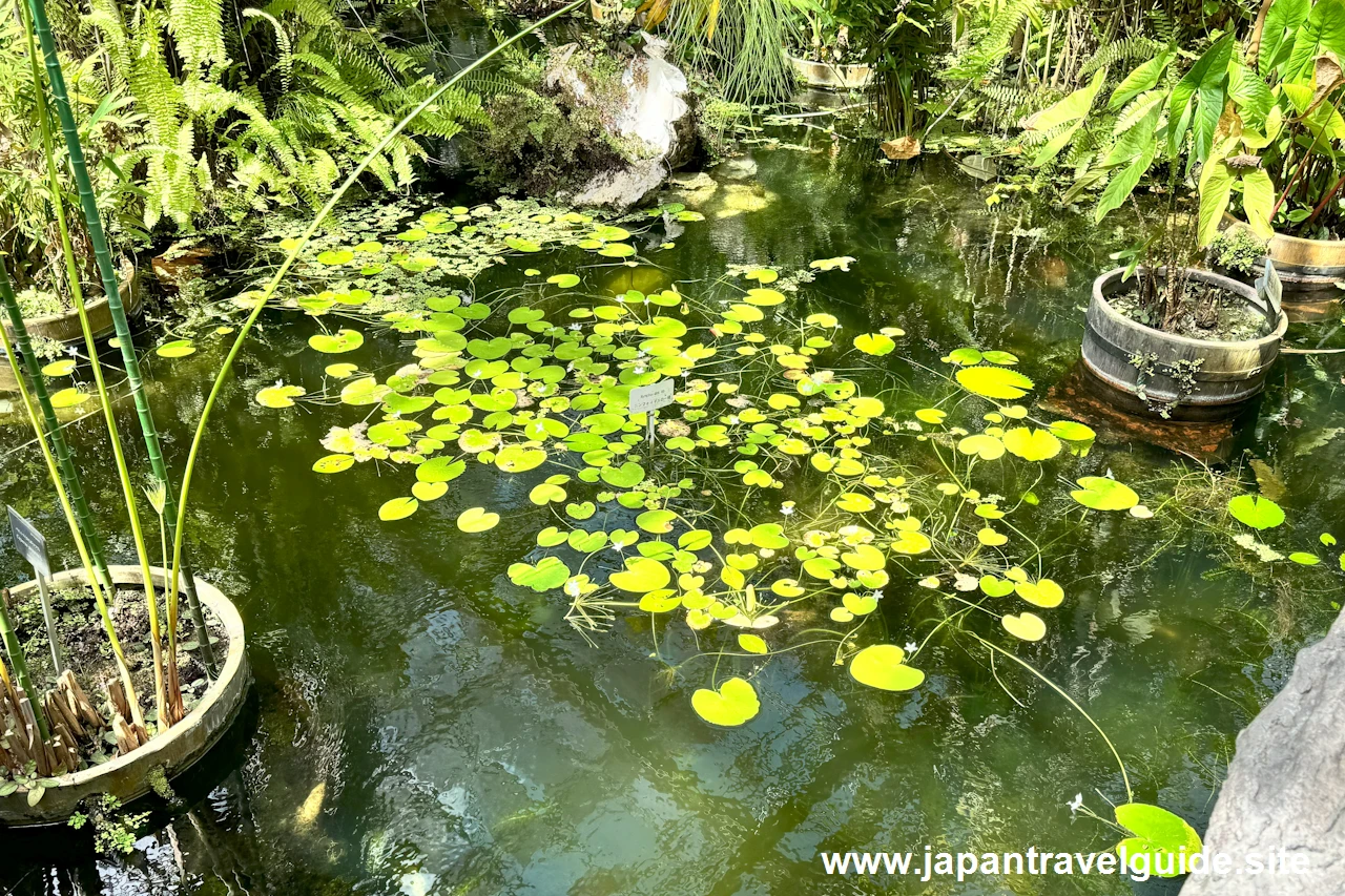 ニンフォイデスの一種：水生植物温室(15)