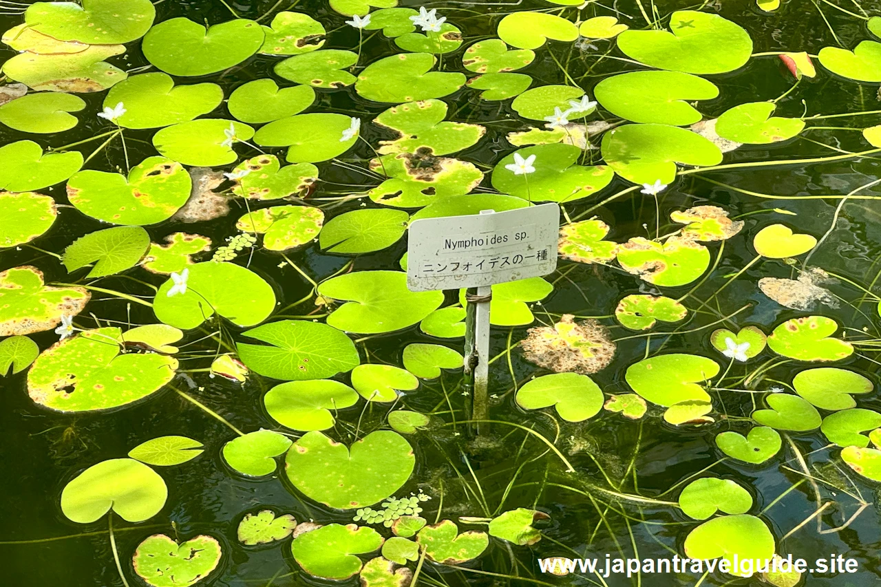 ニンフォイデスの一種：水生植物温室(16)