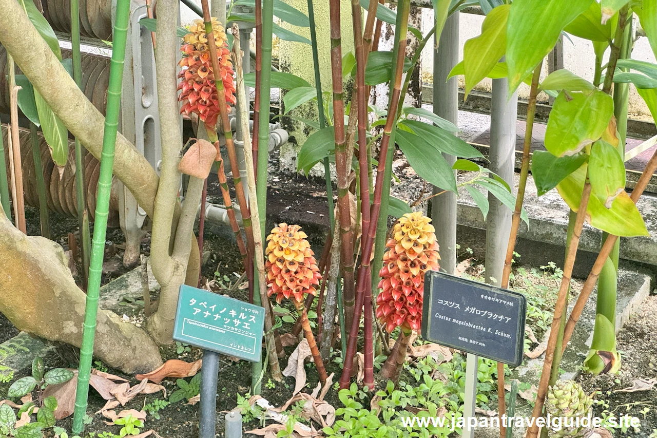 タペイノキルスアナナッサエ：水生植物温室(18)