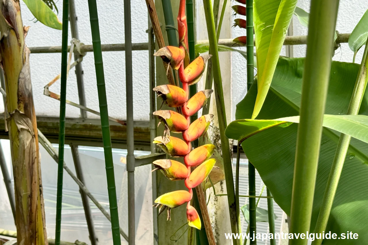 ヘリコニア ロストラタ：水生植物温室(22)