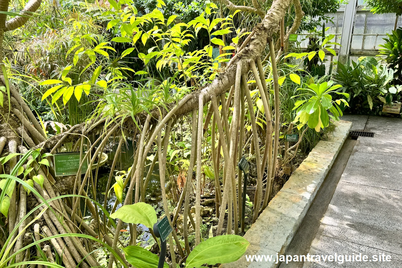 アダン：水生植物温室(24)