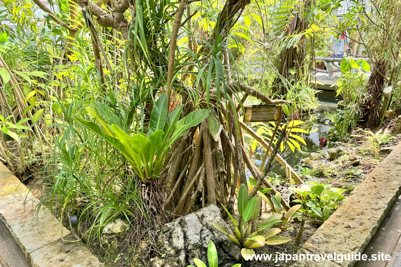 タコノキ：水生植物温室(28)