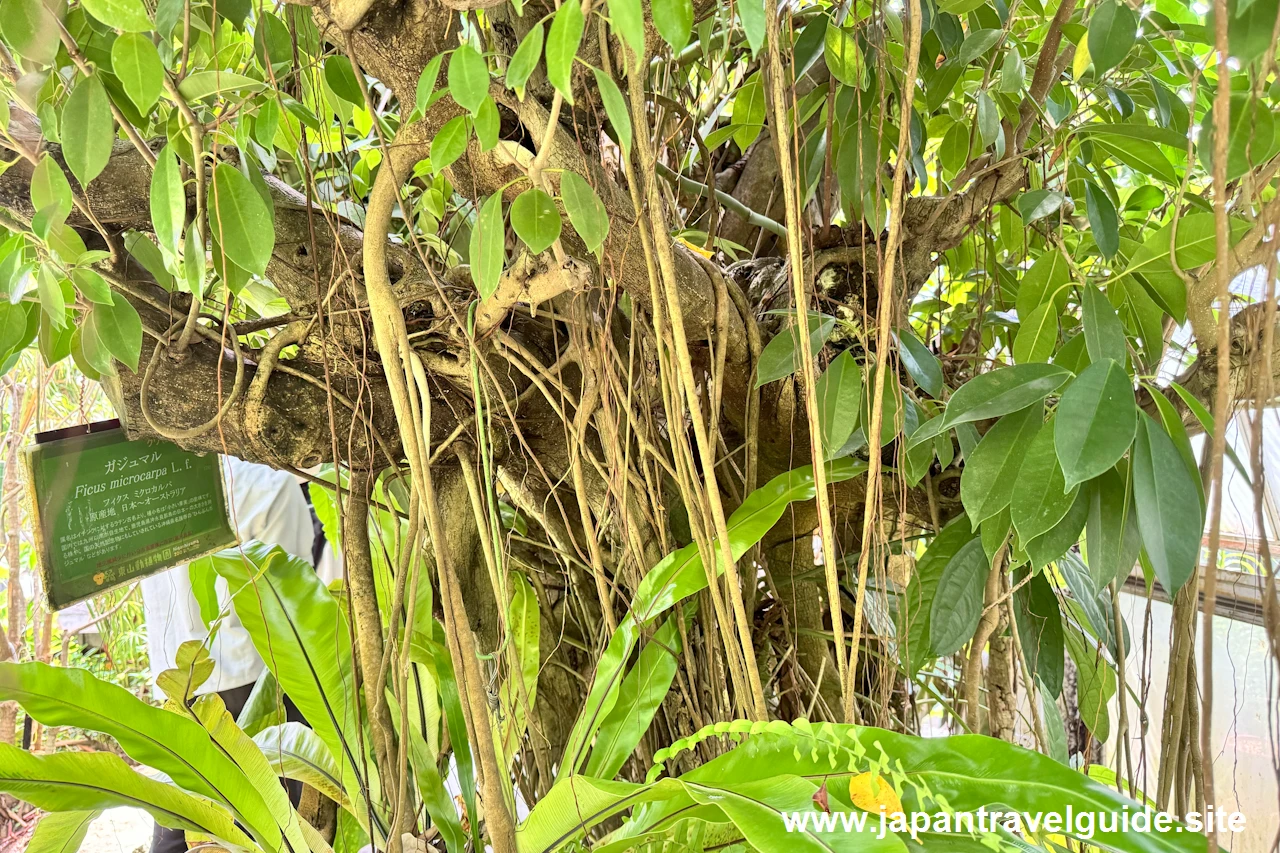 タコノキ：水生植物温室(30)