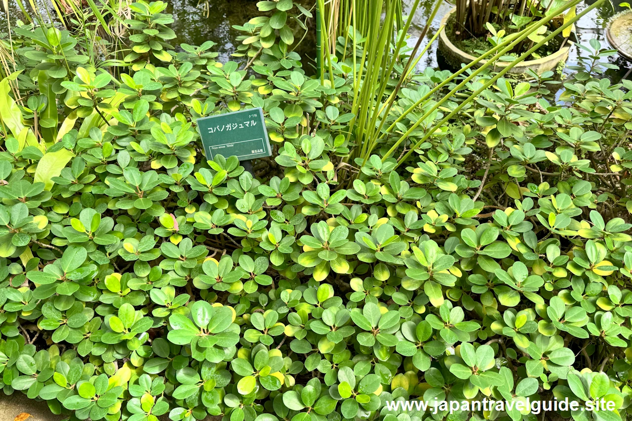 タコノキ：水生植物温室(31)