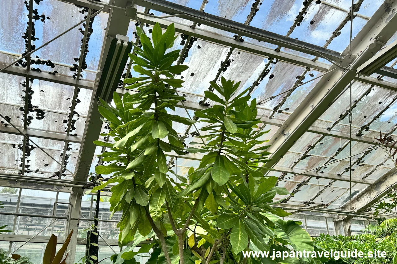 タコノキ：水生植物温室(34)