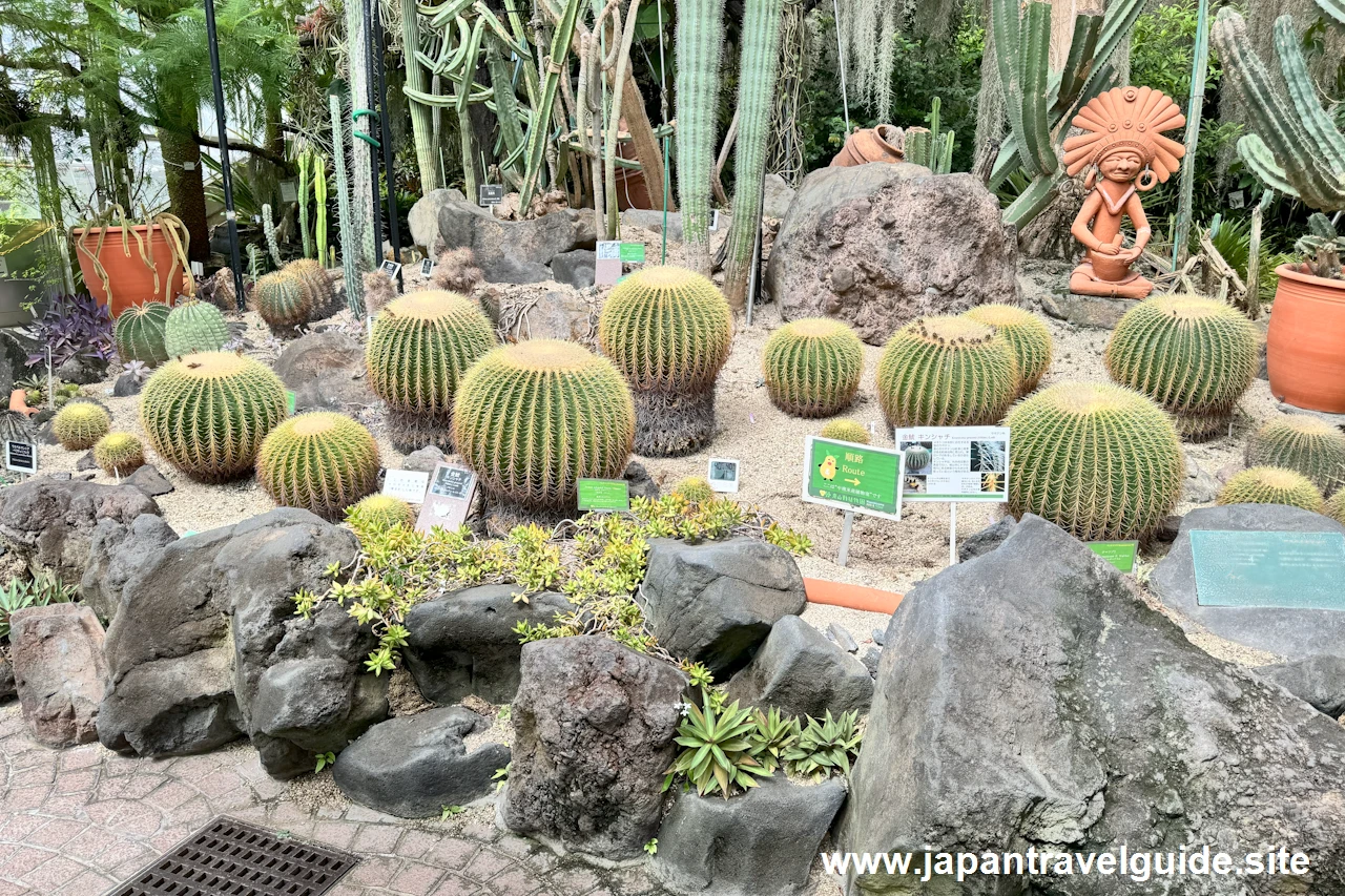 中南米産植物温室(3)