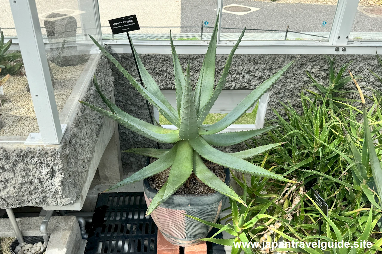 イカリテイオウ(怒帝王)：多肉植物室(15)