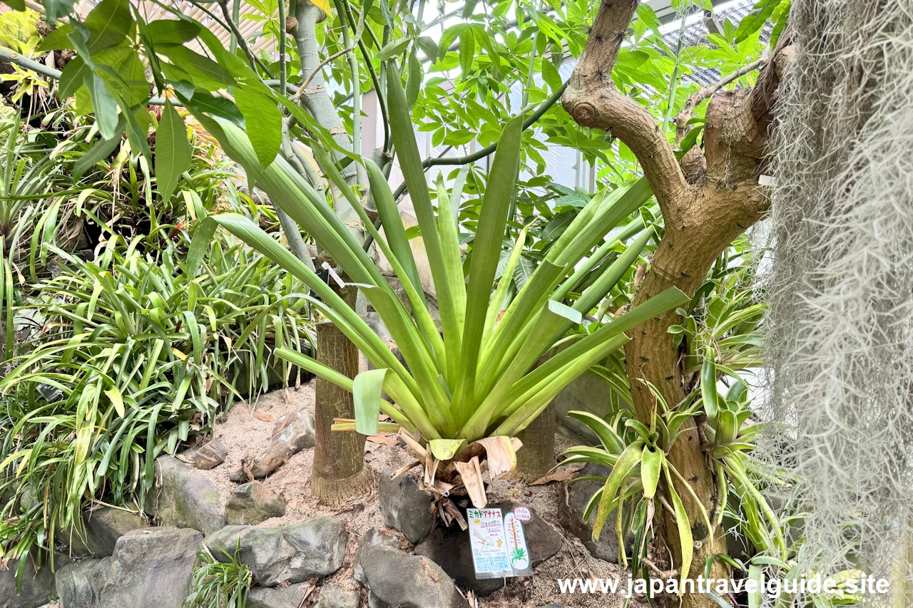 ミカドアナナス：中南米産植物温室(15)