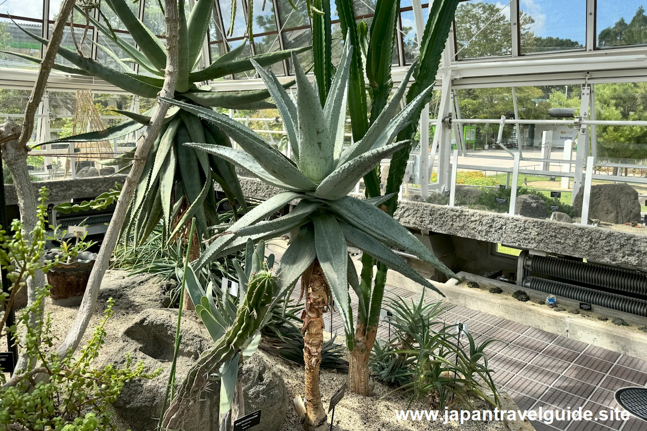 オニキリマル(鬼切丸)：多肉植物室(16)