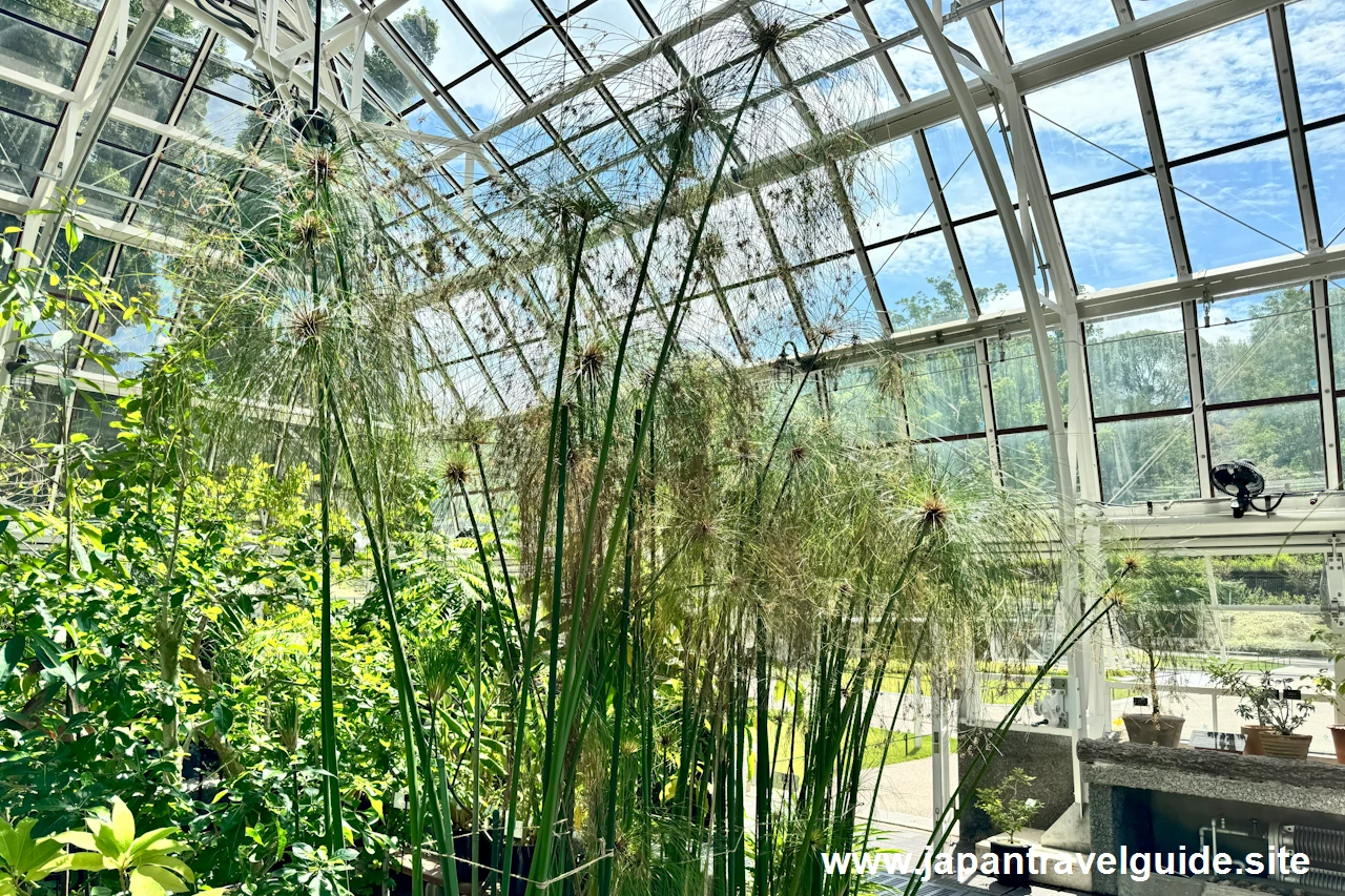 温室：東山植物園の見どころ完全ガイド(6)