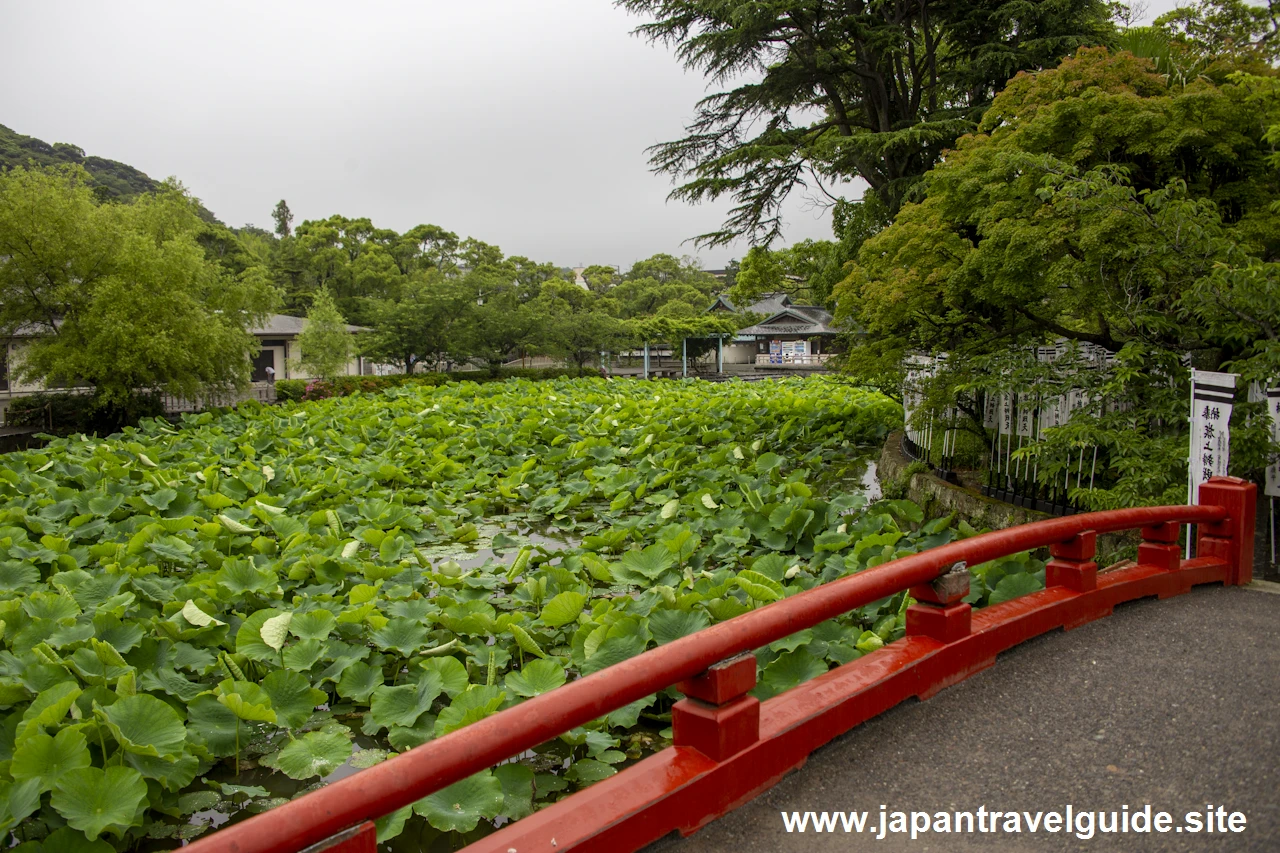 鶴岡八幡宮(7)