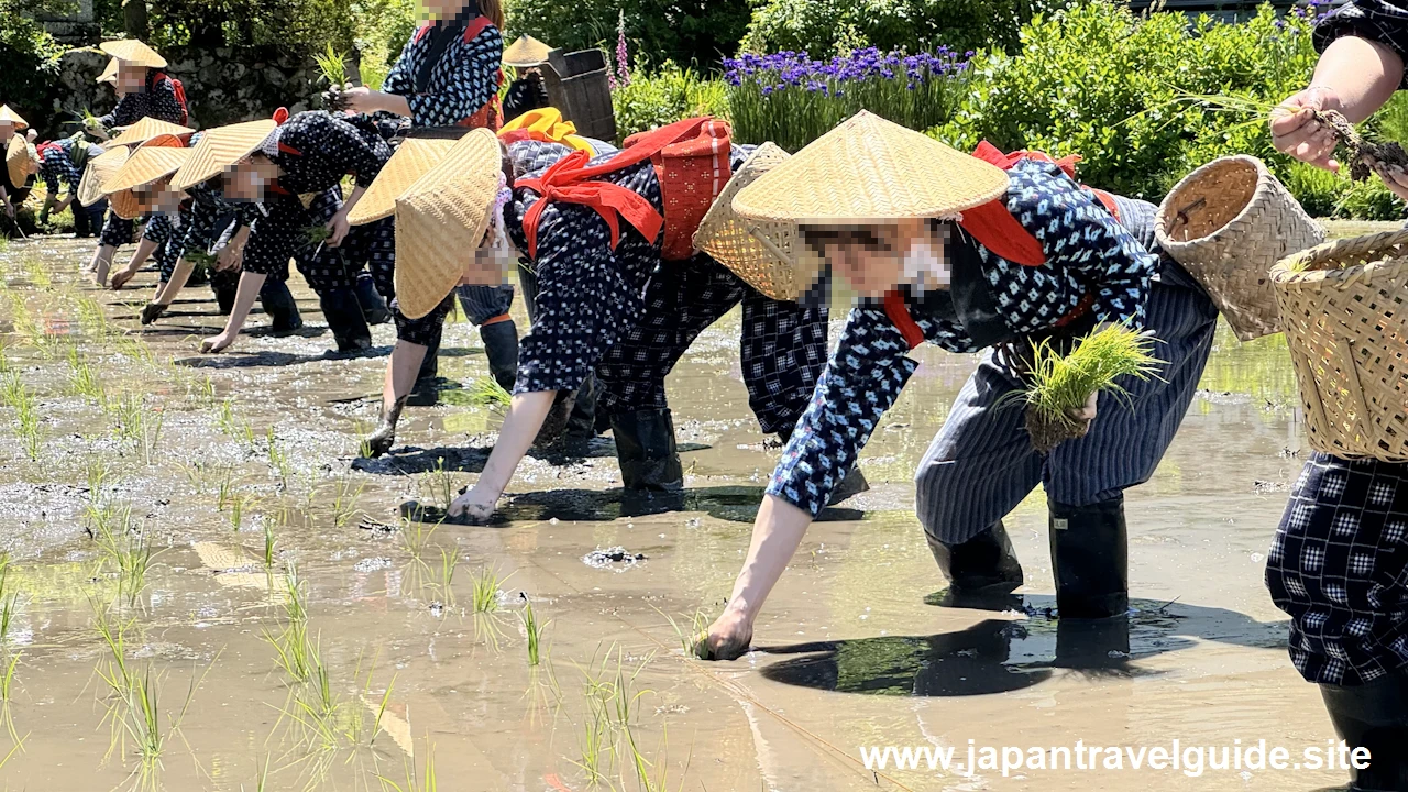 白川郷田植え祭り：白川郷の見どころ(5)