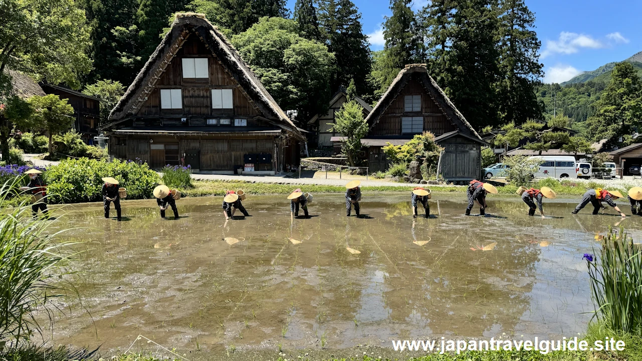 白川郷田植え祭り：白川郷の見どころ(6)