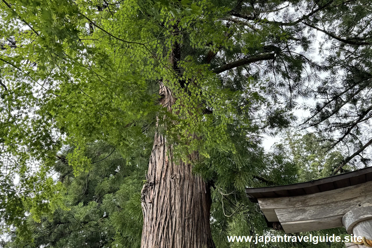 白川八幡神社：白川郷の見どころ(6)