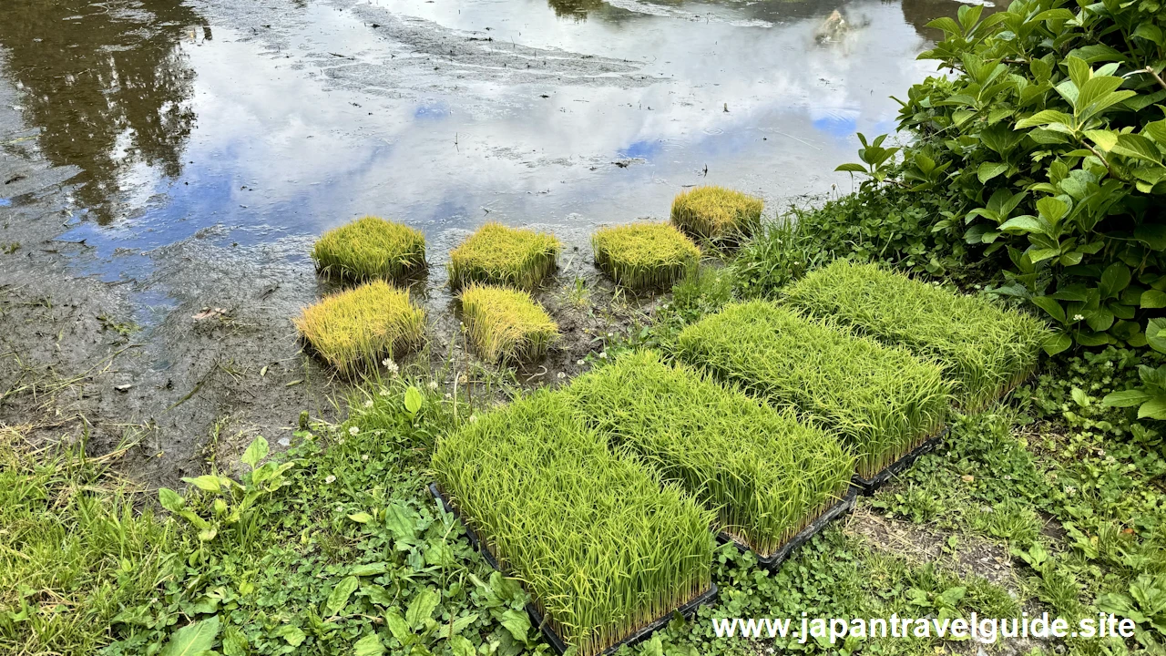 白川郷田植え祭りの見どころガイド(6)