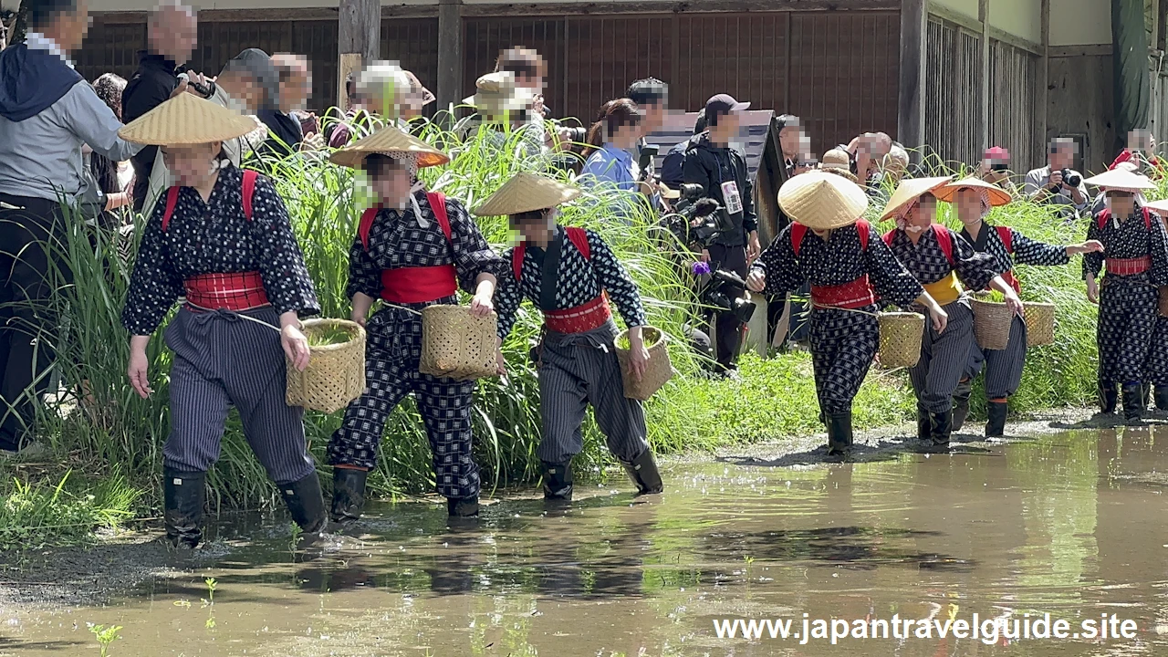 白川郷田植え祭りの見どころガイド(13)