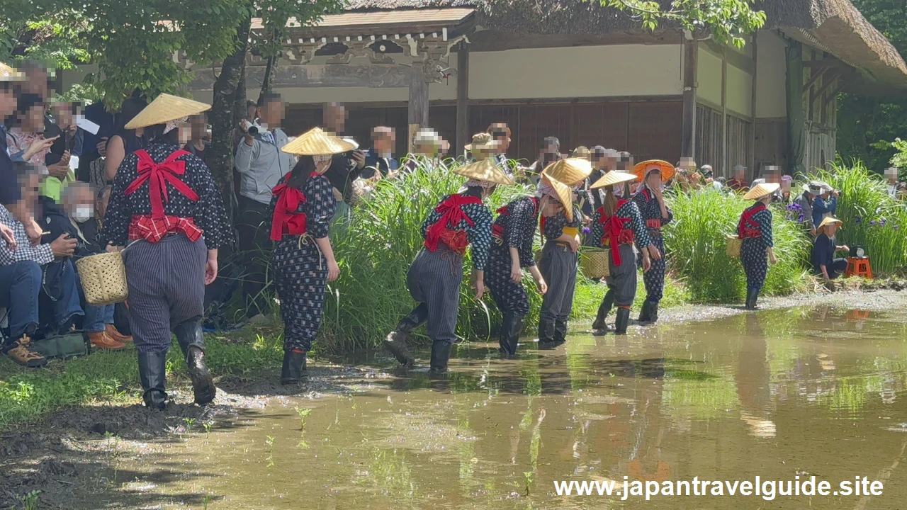 白川郷田植え祭りの見どころガイド(14)