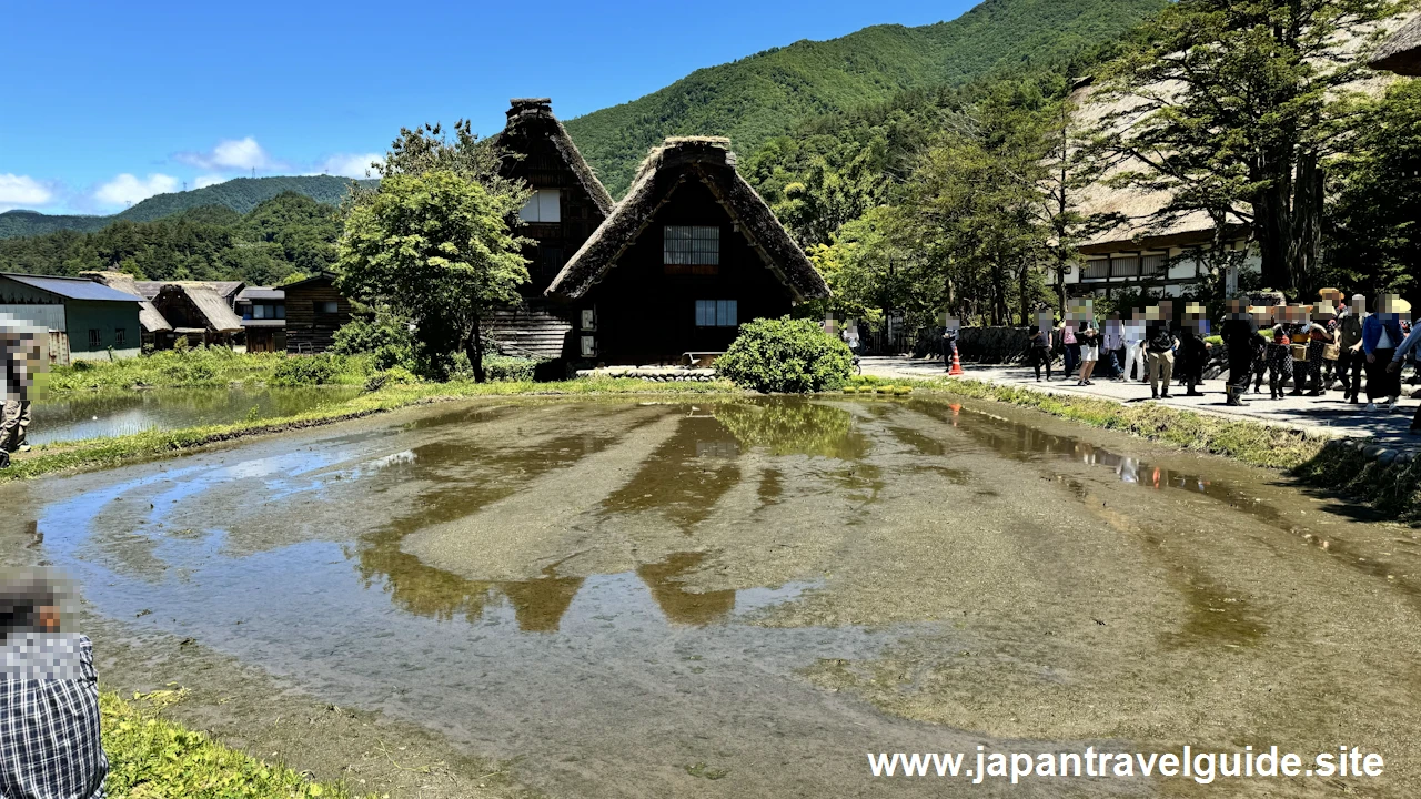 白川郷田植え祭りの見どころガイド(1)