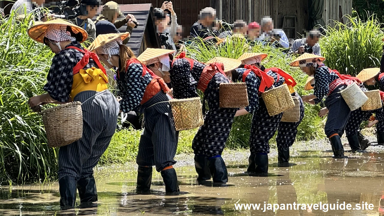 白川郷田植え祭りの見どころガイド(18)