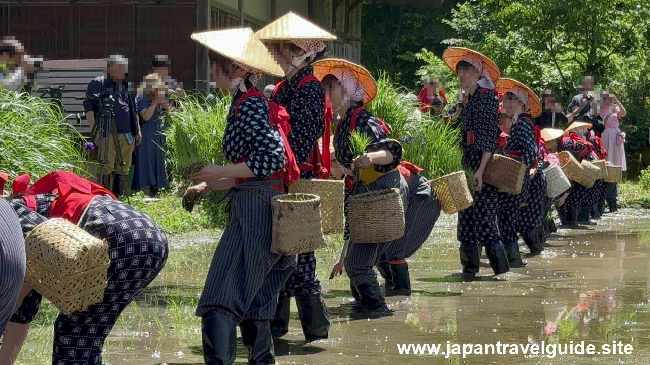 白川郷田植え祭りの見どころガイド(20)